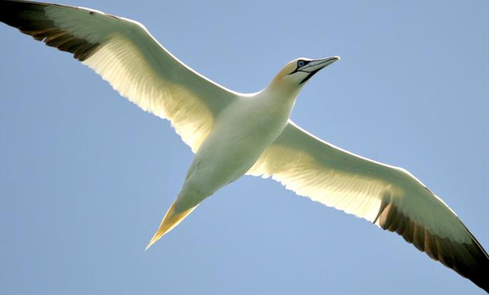 Dolphin Spotting Boat Trips